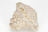 Fossil Crinoid (Eutrochocrinus) Calyx - Iowa #208306-1
